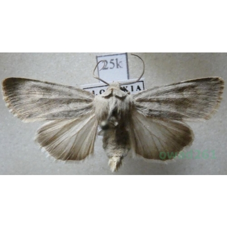 Euxoa decora (Denis & Schiffermüller, 1775) Slovakia25k